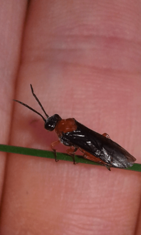 Tenthredinidae : Dolerus etruscus?